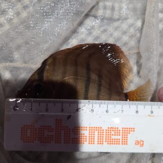 Wild 10 cm — 10
